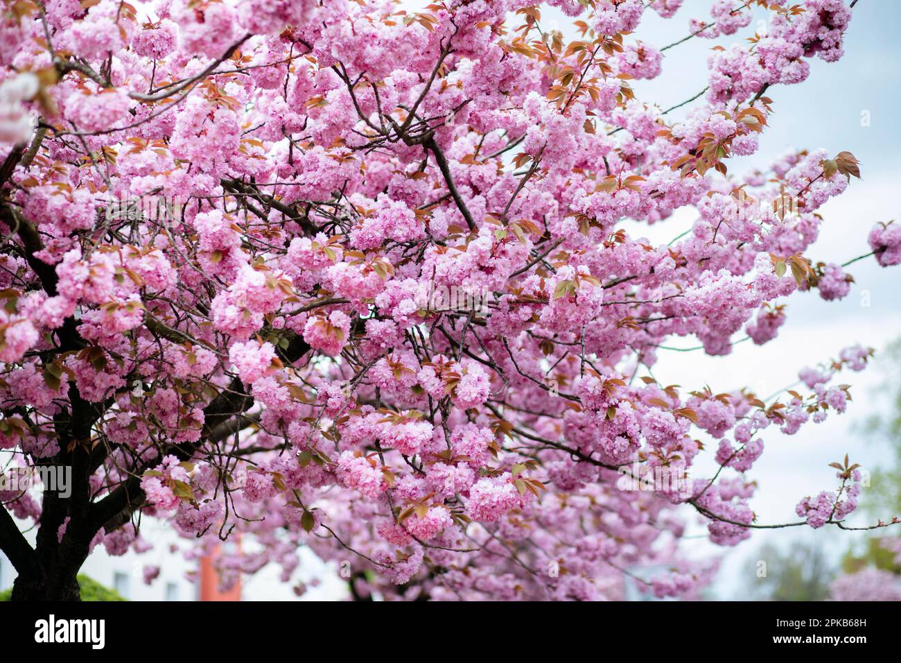 Cerisiers en fleurs « sur le long Kampe » à Bielefeld Banque D'Images