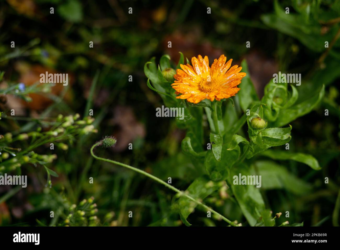 Été prairie de fleurs sauvages en automne Banque D'Images