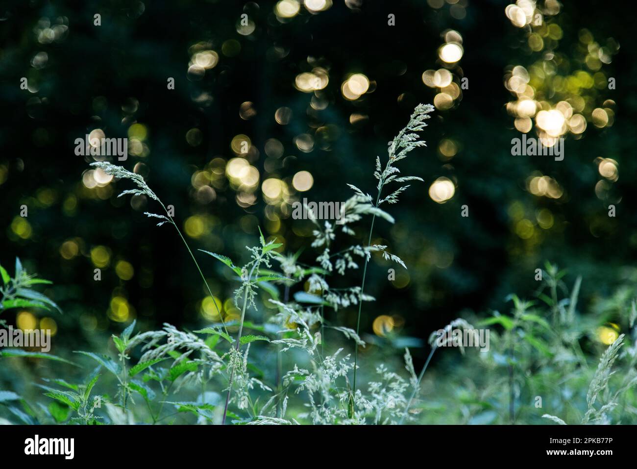Herbes sur le bord de la forêt Banque D'Images
