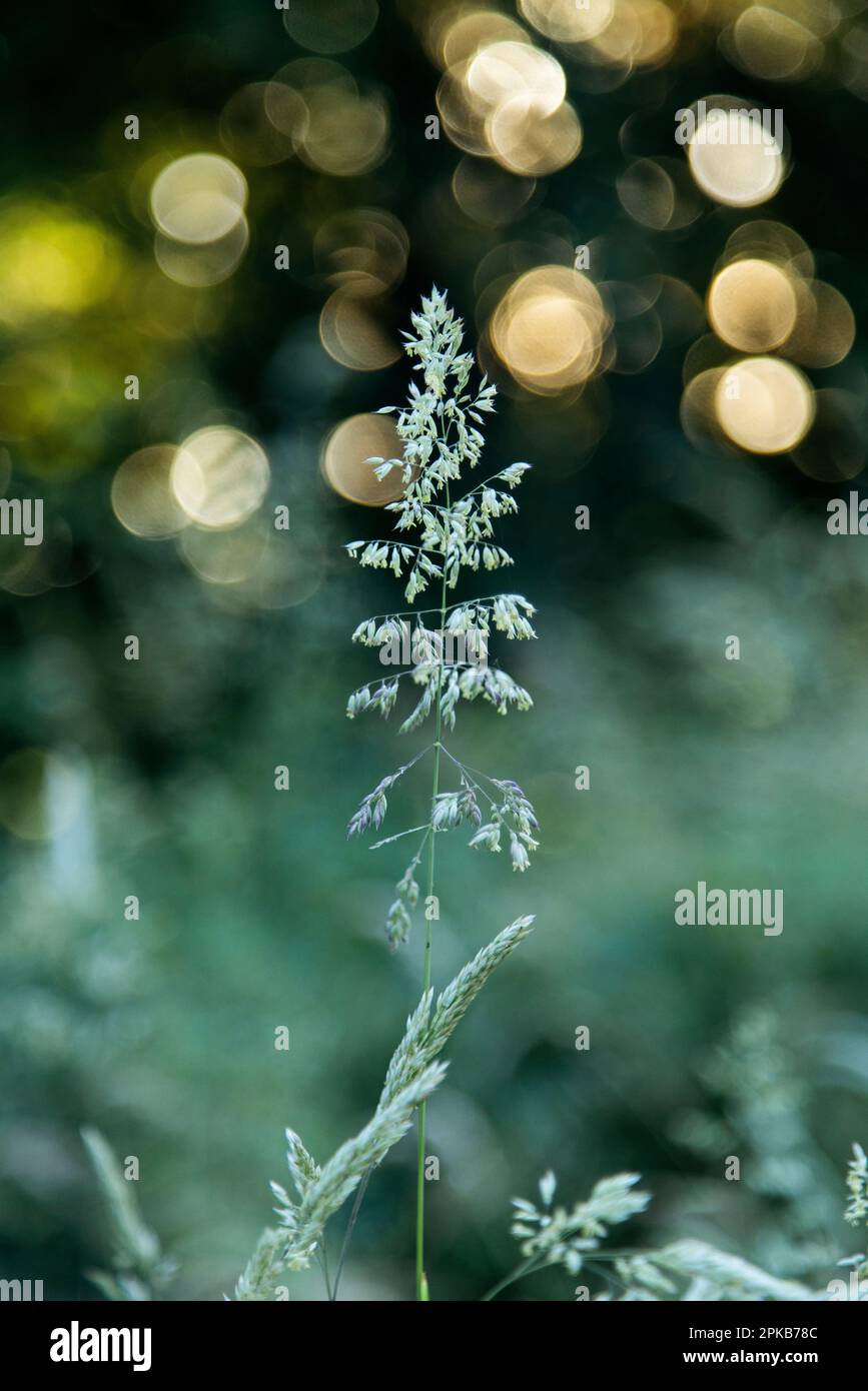 Herbes sur le bord de la forêt Banque D'Images
