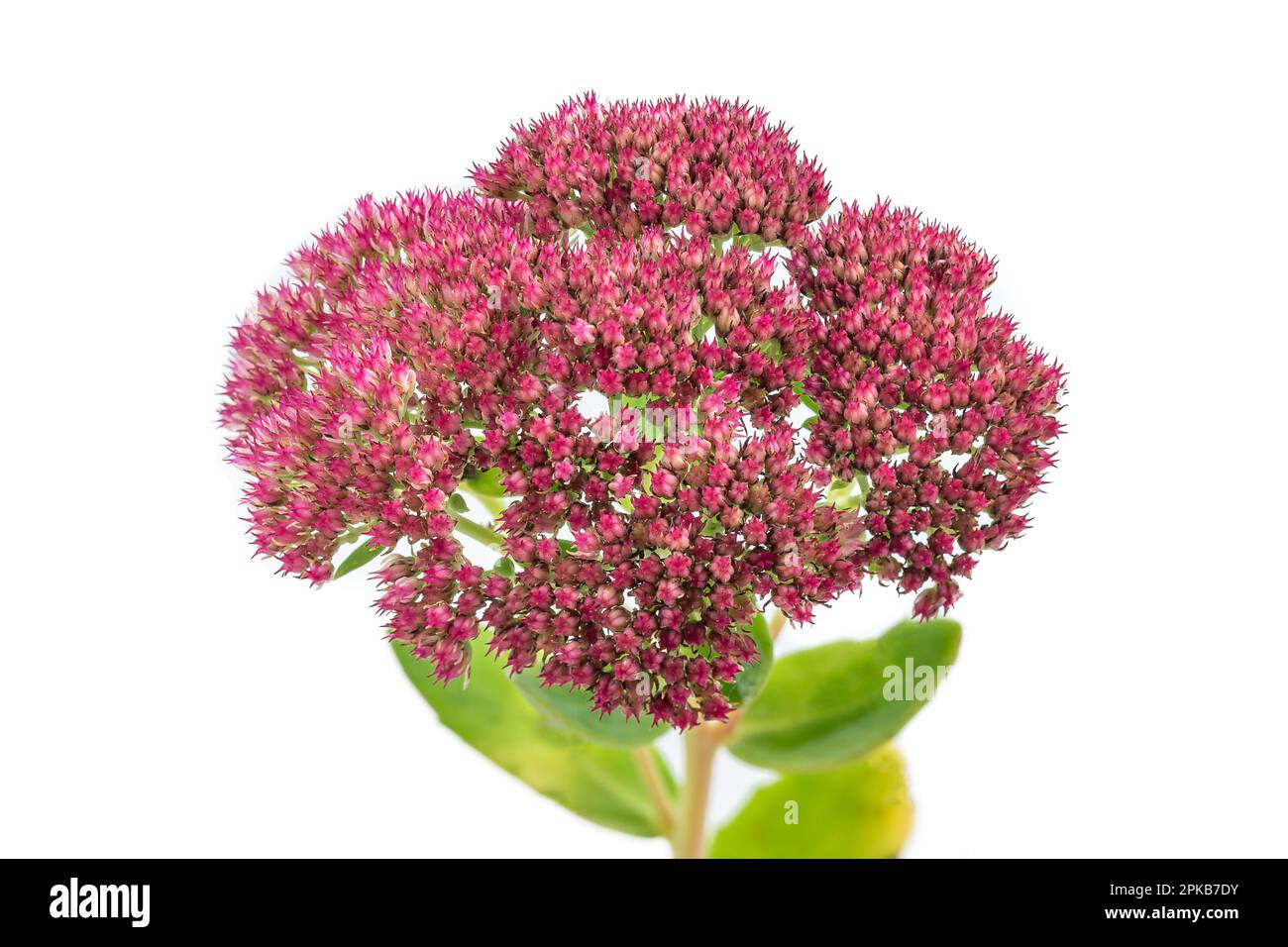 Brindilles fleuries de Hylotelephinium téléphium ou de remarquable stonecrop (sedum spectabile) sur fond blanc. Banque D'Images