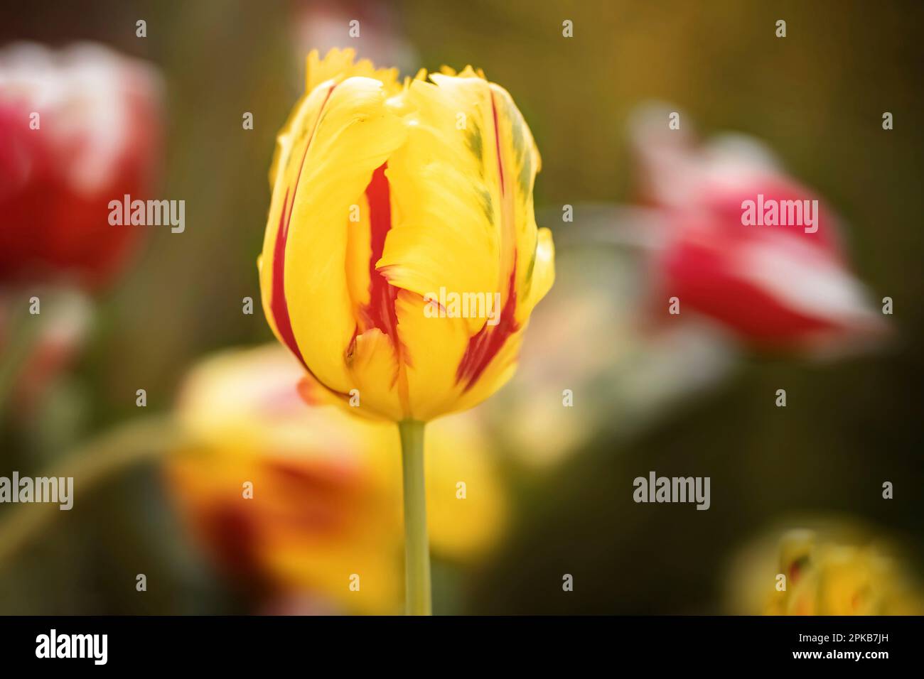 Rouge jaune perroquet tulipe, gros plan Banque D'Images