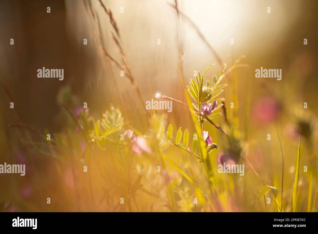 Vicia sativa, vesce à la lumière du soleil, Banque D'Images