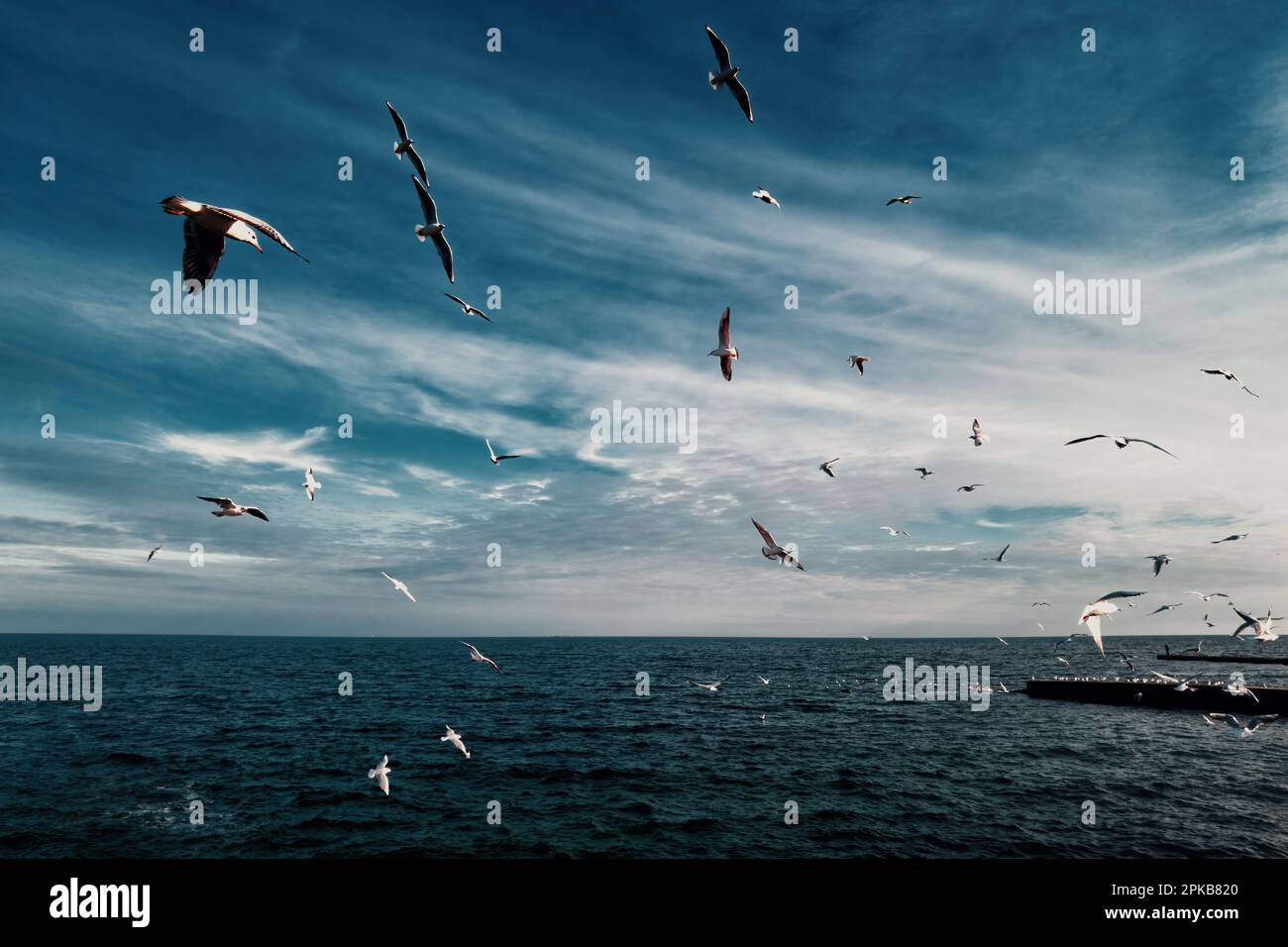 Vue spectaculaire sur la côte, mer bleue, ciel dégagé et troupeaux de mouettes Banque D'Images