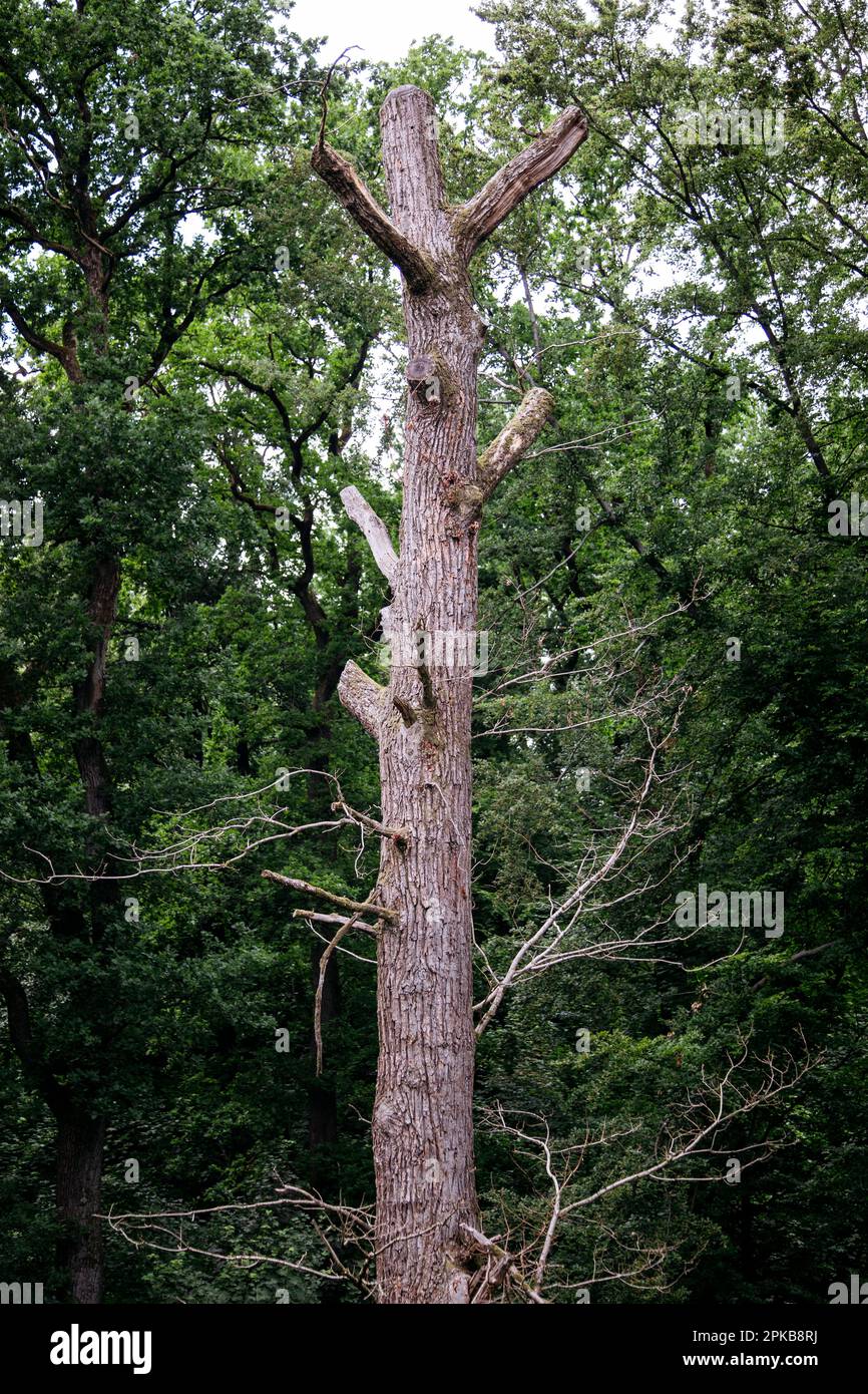 Promenade au sommet des arbres à Bad Iburg, forêt de Teutoburg, en été, forêt de feuillus Banque D'Images
