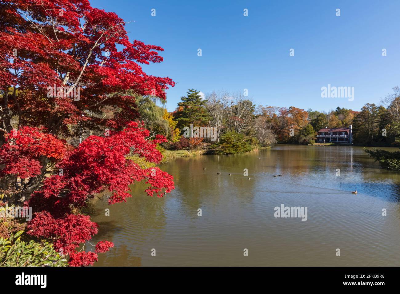 Japon, Honshu, Préfecture de Nagano, Karuizawa, Lac Shiozawa, Feuilles rouges d'automne Banque D'Images