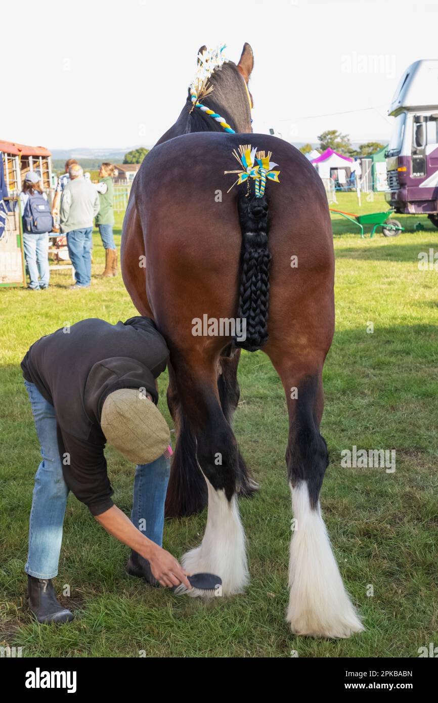 Angleterre, Dorset, Shaftesbury, le spectacle annuel Wessex Heavy Horse Show and Country Fair, Man Grooming Heavy Horse en préparation pour le spectacle Banque D'Images