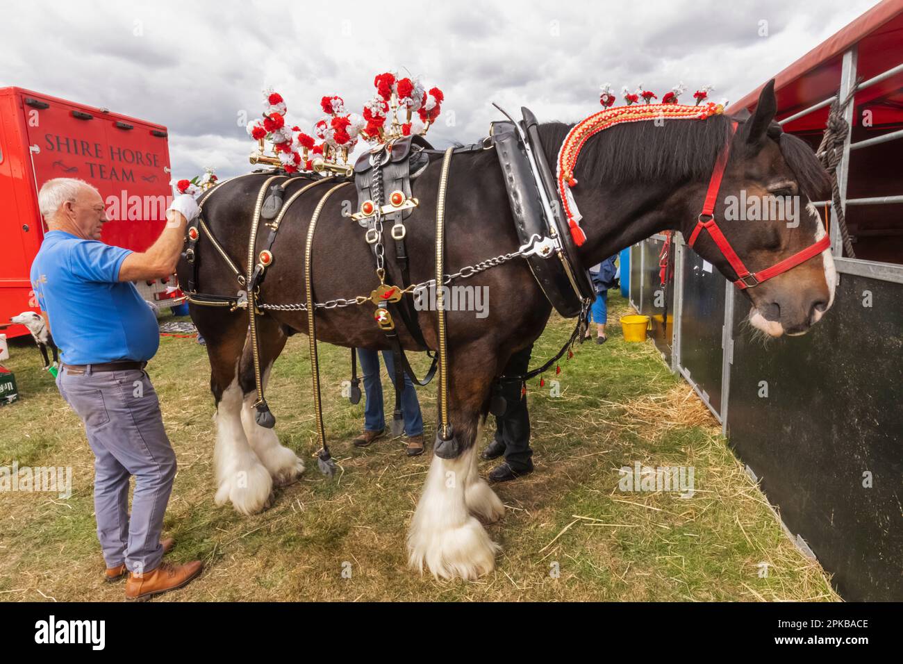 Angleterre, Dorset, Shaftesbury, le spectacle équestre annuel de Wessex et la foire de campagne, Man Preparing Heavy Horse en préparation pour le spectacle Banque D'Images