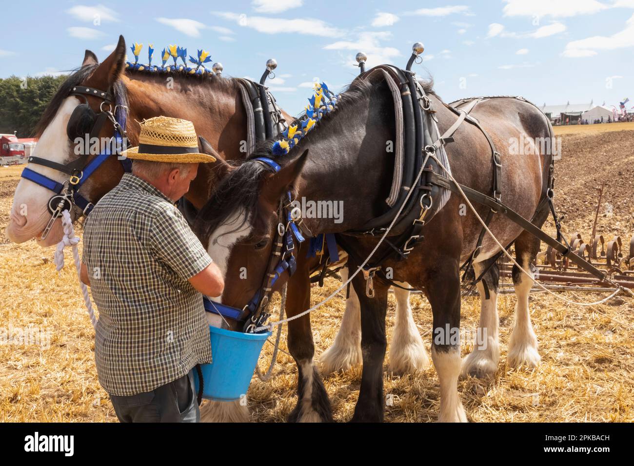 Angleterre, Dorset, la foire annuelle de vapeur du Grand Dorset à Tarrant Hinton près de Blandford Forum, mangding man Draft Horses Banque D'Images