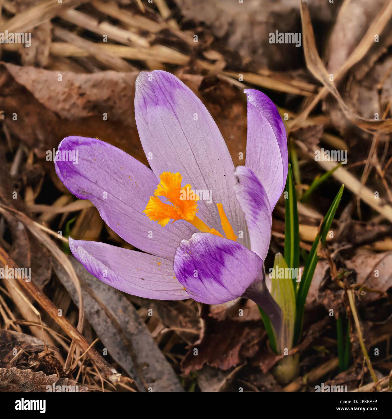 Iris pourpre et jaune sauvage ( Crocus heuffelianus ) fleur poussant à l'ombre, herbe sèche et feuilles autour Banque D'Images