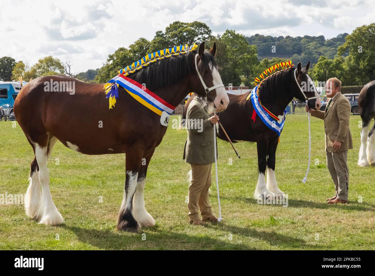 Angleterre, Dorset, Shaftesbury, le spectacle équestre annuel de Wessex et foire de campagne, jugement de chevaux lourds Banque D'Images