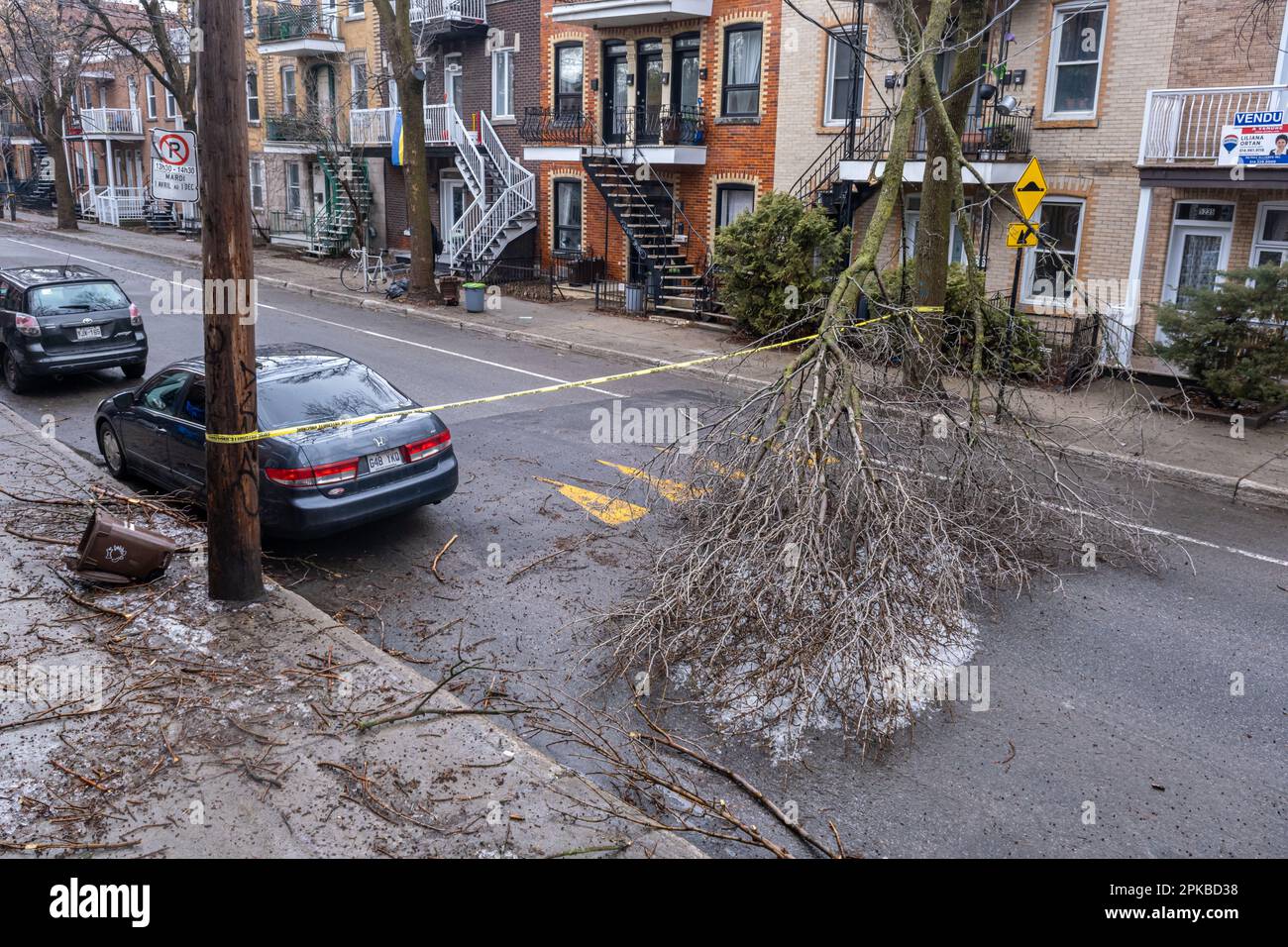 Montréal, CANADA - 6 avril 2023 : la tempête de pluie verglaçante a endommagé un arbre Banque D'Images