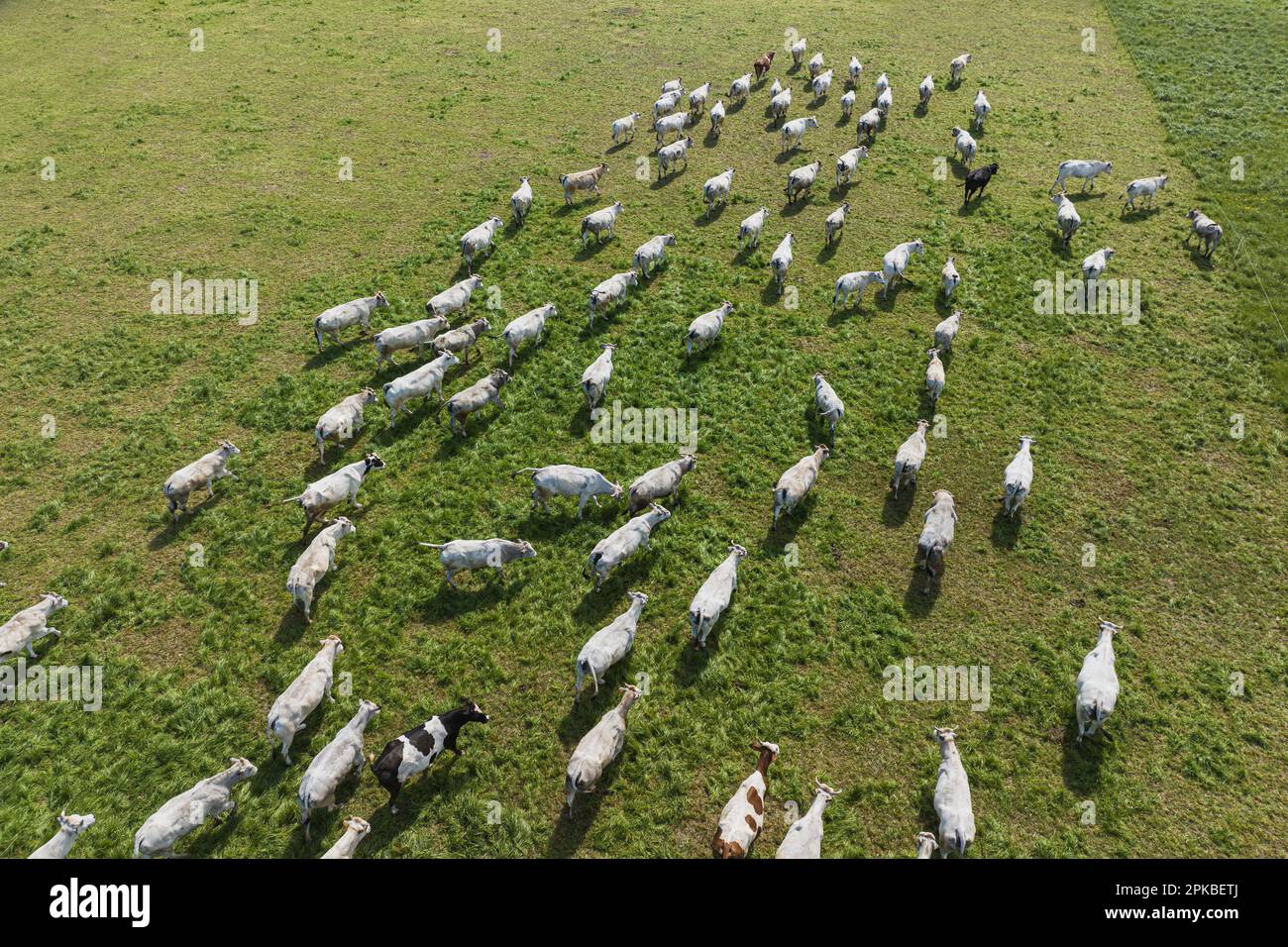 Un troupeau de vaches blanches se saisit dans une vue de dessus de champ Banque D'Images