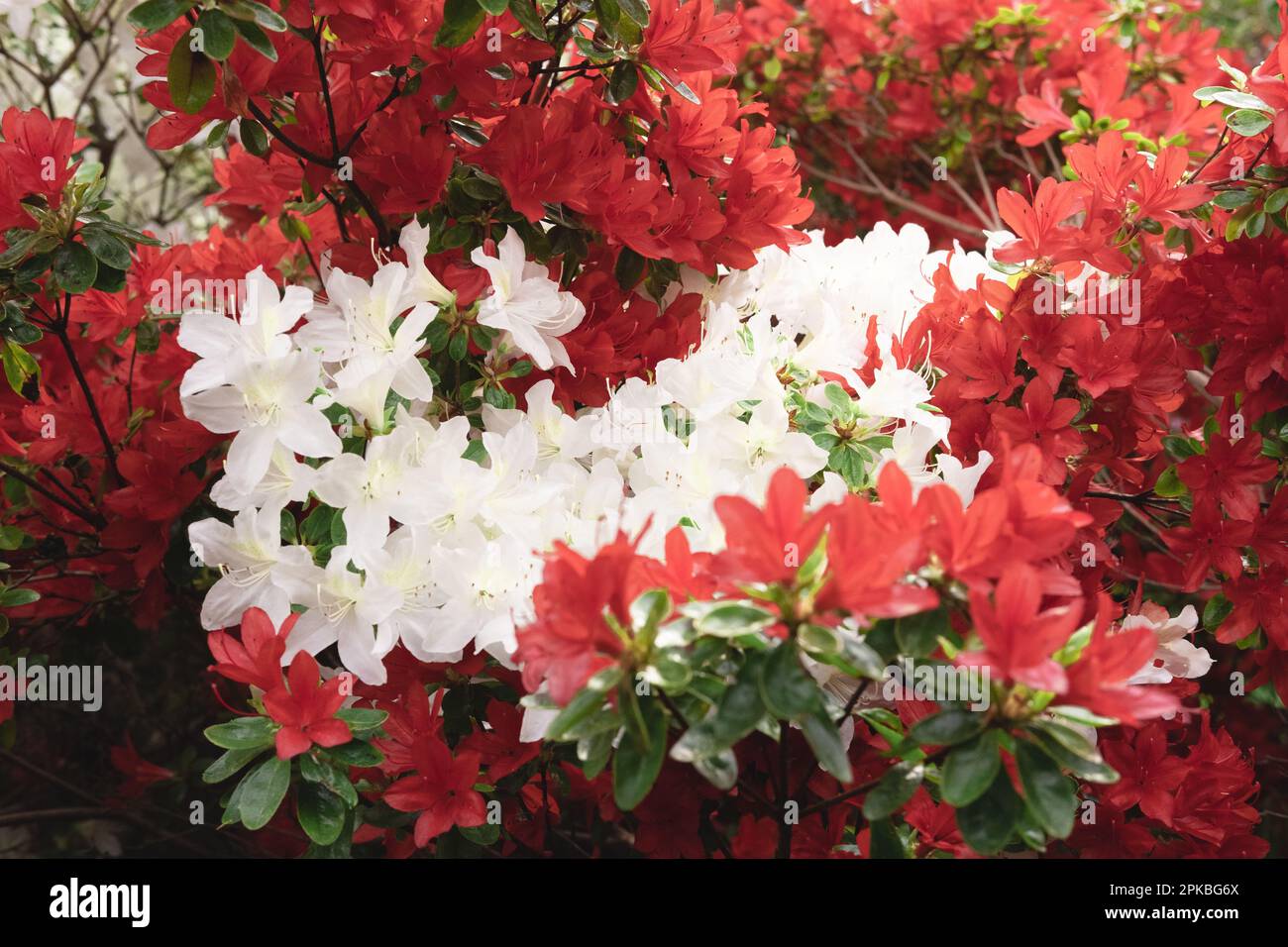 Beaucoup de belles fleurs blanches et rouges du jardin du Dr Neil à Édimbourg, en Écosse. Gros plan avec bokeh. Saison de printemps. Banque D'Images