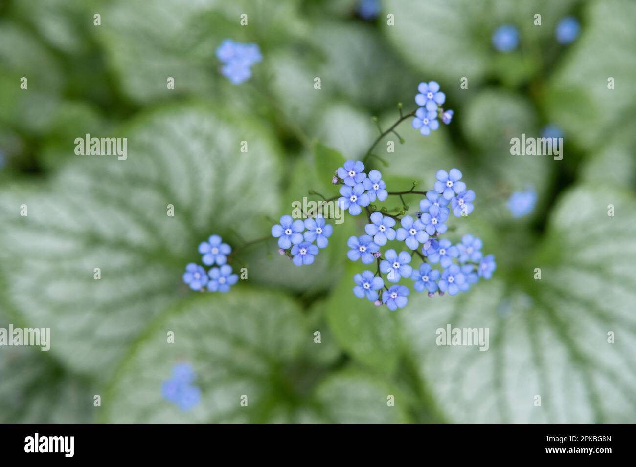 Beaucoup de belles, petites et élégantes fleurs bleues avec des feuilles vertes du jardin du Dr Neil à Édimbourg, en Écosse. Gros plan avec bokeh. Ressort s Banque D'Images
