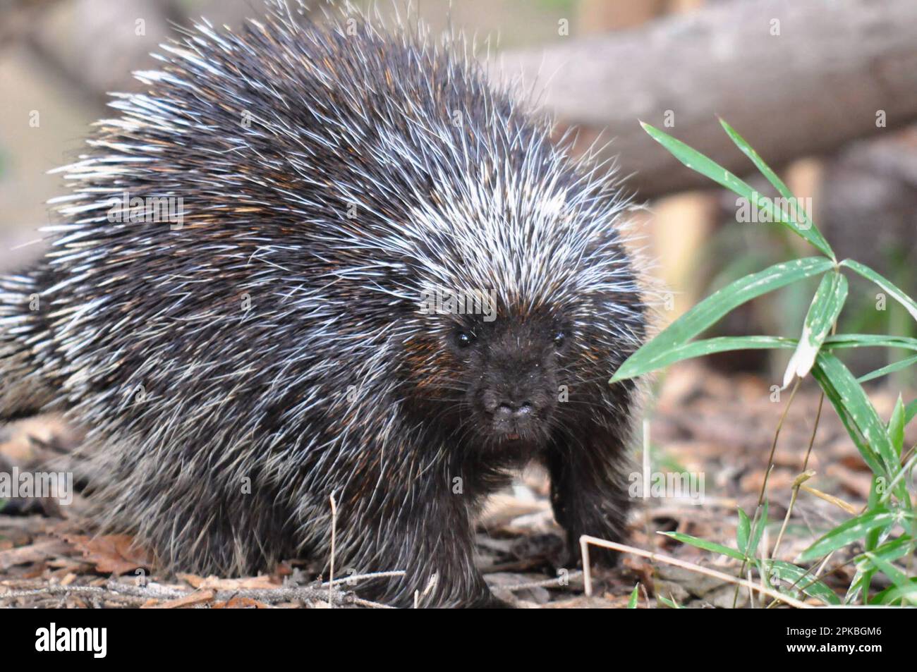 Femelle Porcupine nord-américaine regardant la caméra Banque D'Images