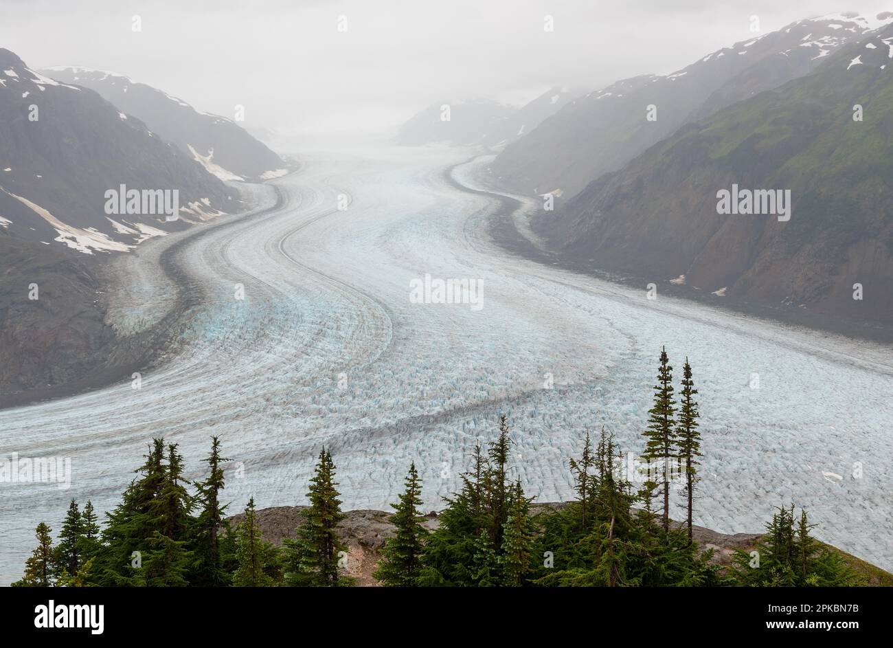 Glacier de saumon et pins en brume, Colombie-Britannique, Canada. Banque D'Images