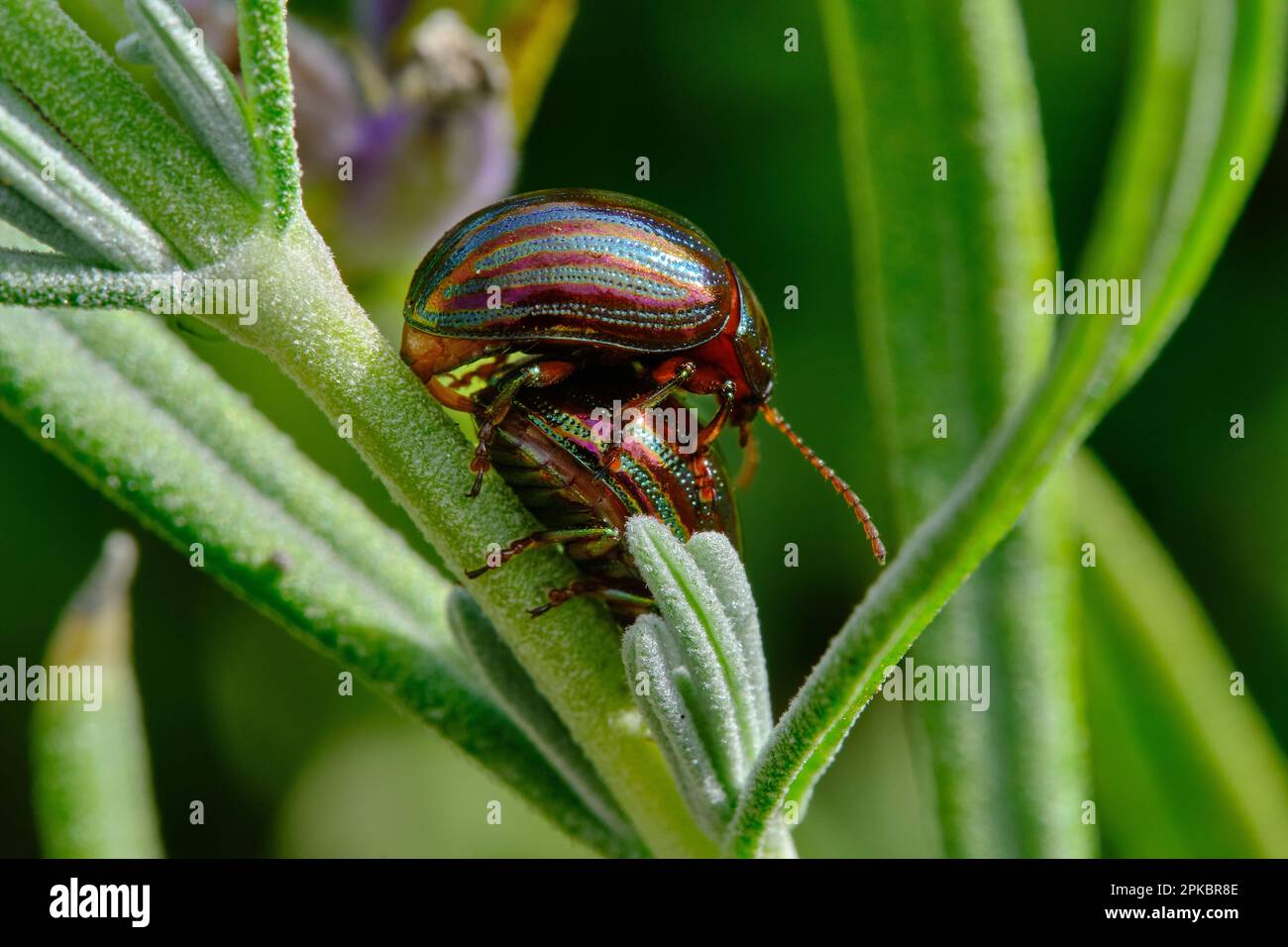 Une paire de coléoptères de romarin sur une tige de lavande Banque D'Images