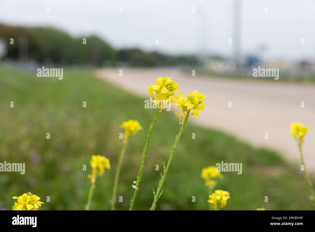 Un groupe de fleurs de Goldenrod jaune de Californie fleurit dans la médiane herbeuse à côté d'une route qui se courbe et qui disparaît dans le fond éloigné. Banque D'Images
