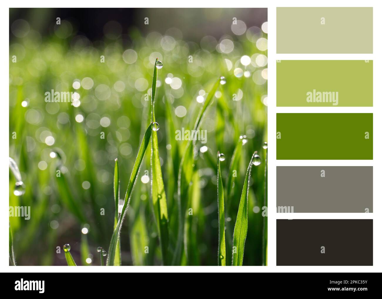 Palette de couleurs appropriée à la photo de la belle herbe verte couverte de rosée du matin, gros plan Banque D'Images