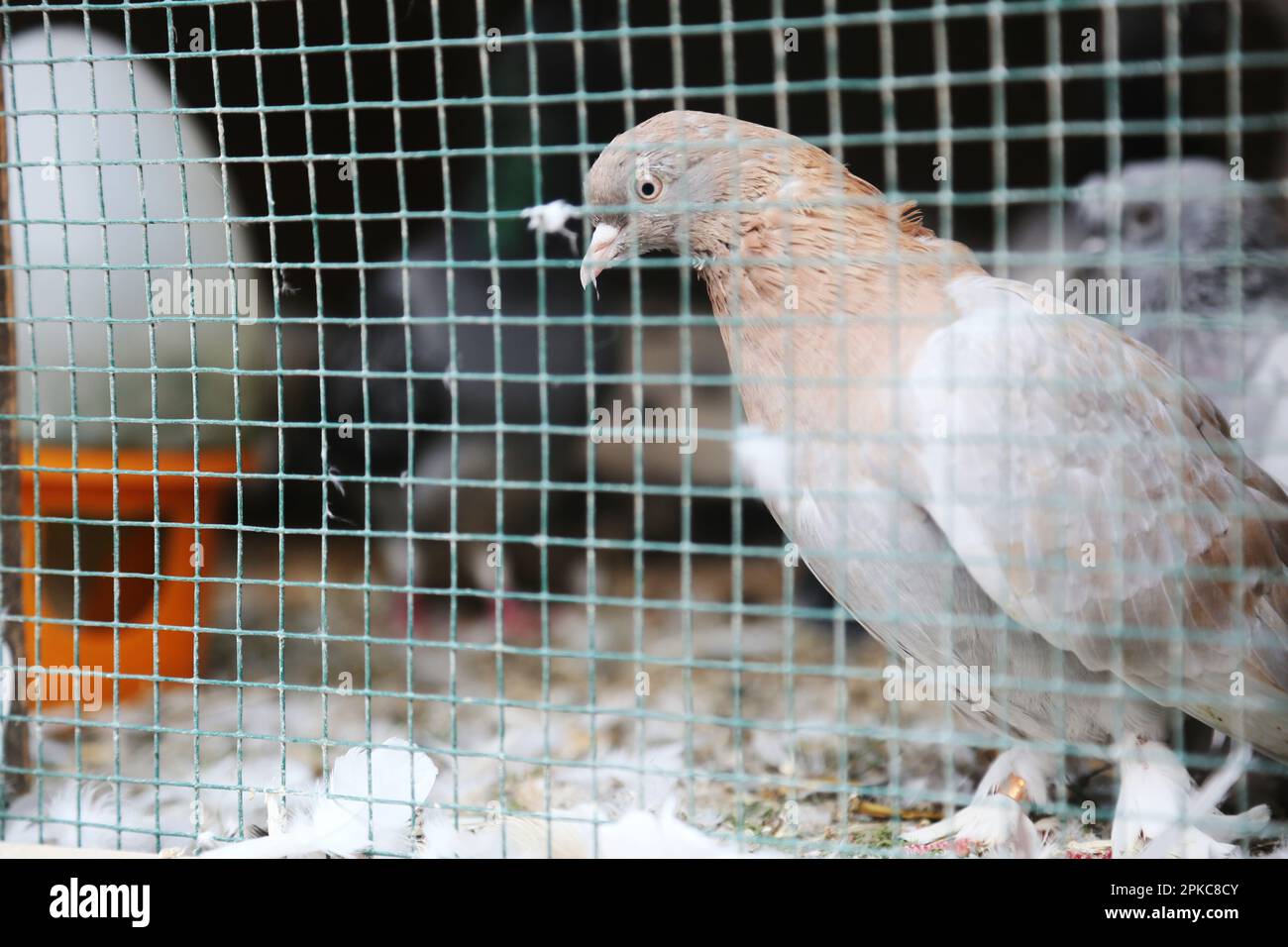 Pigeon brun blessé à l'abri pour animaux d'Istanbul, Turquie. Banque D'Images