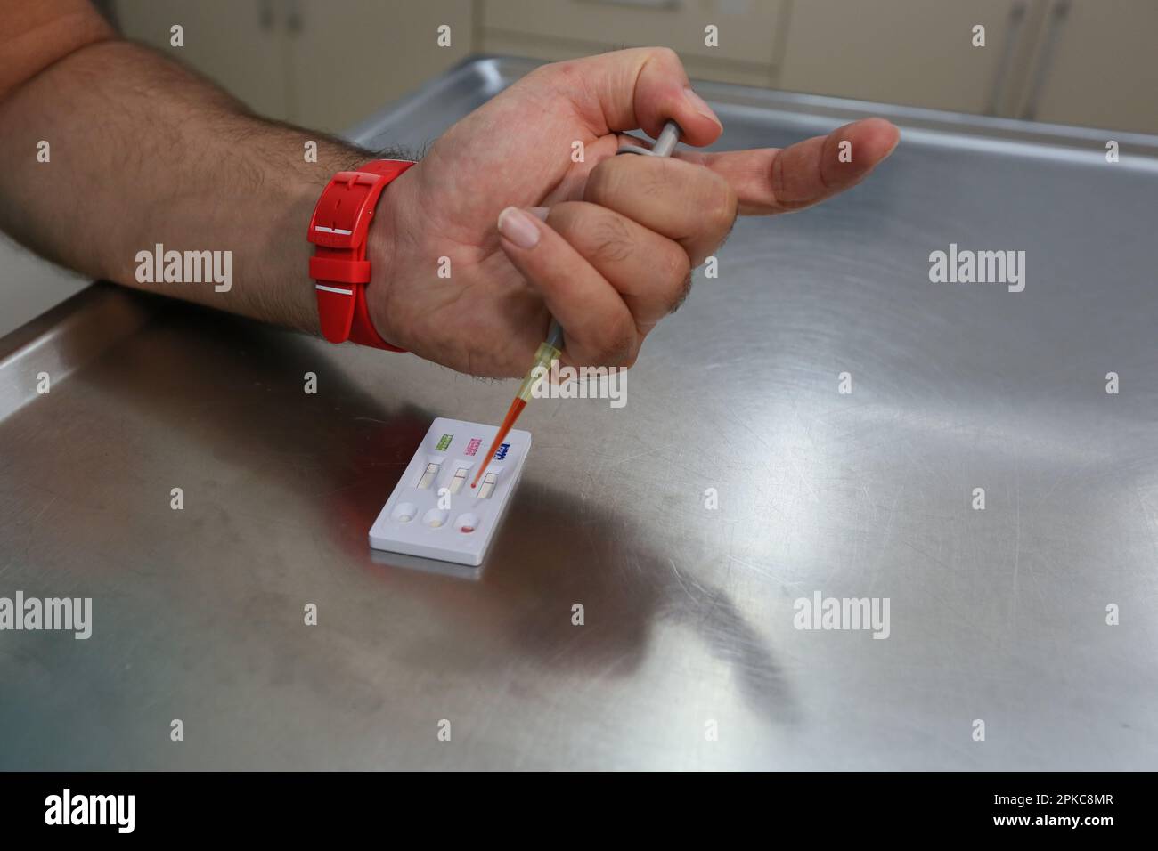 Le vétérinaire fait un test sanguin à Istanbul, Turquie. Banque D'Images