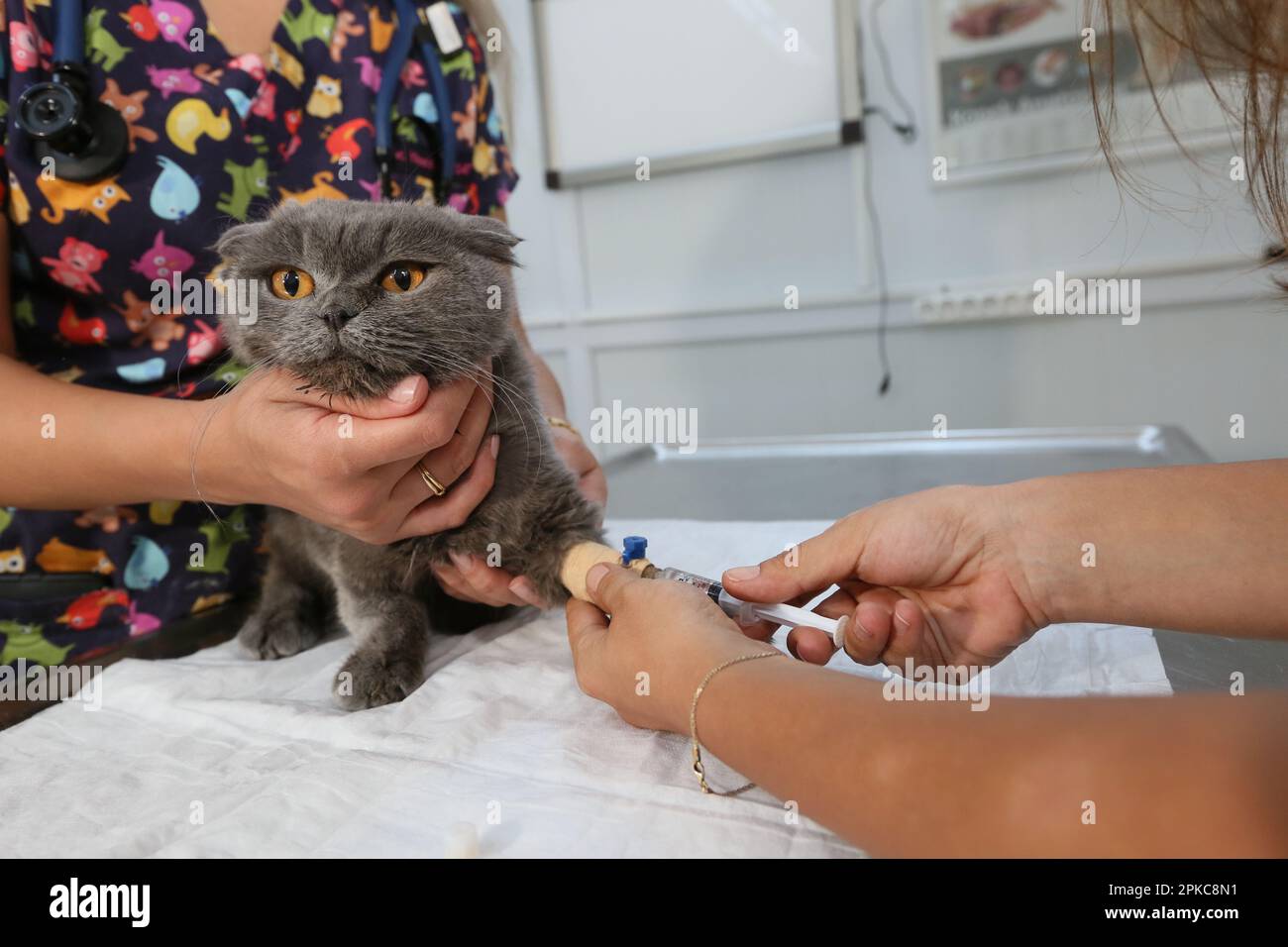 Le vétérinaire prend le sang du chat de la maison à Istanbul, Turquie. Banque D'Images