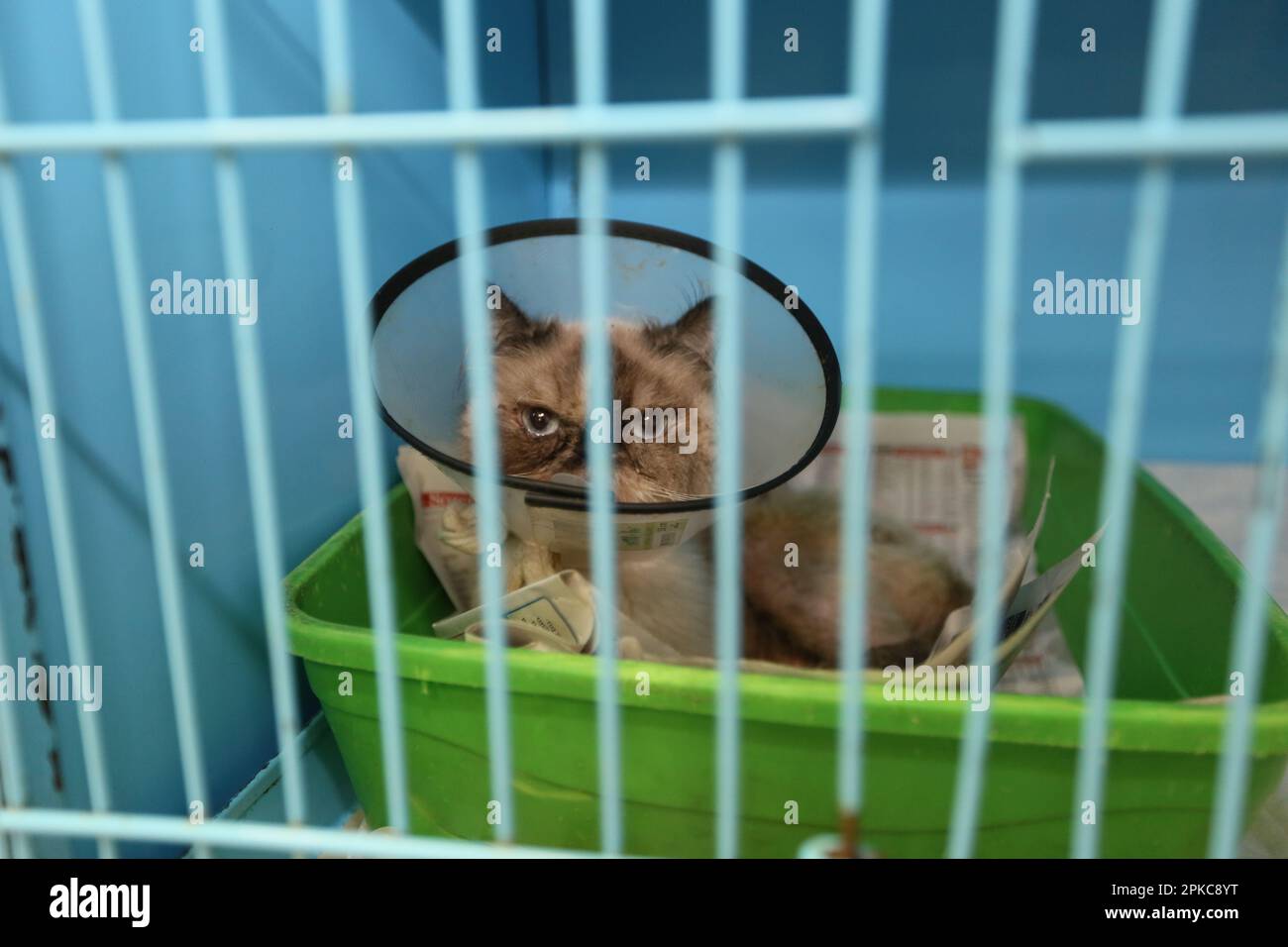 Le chaton est dans une cage au motel pour animaux de compagnie à Istanbul, Turquie. Banque D'Images