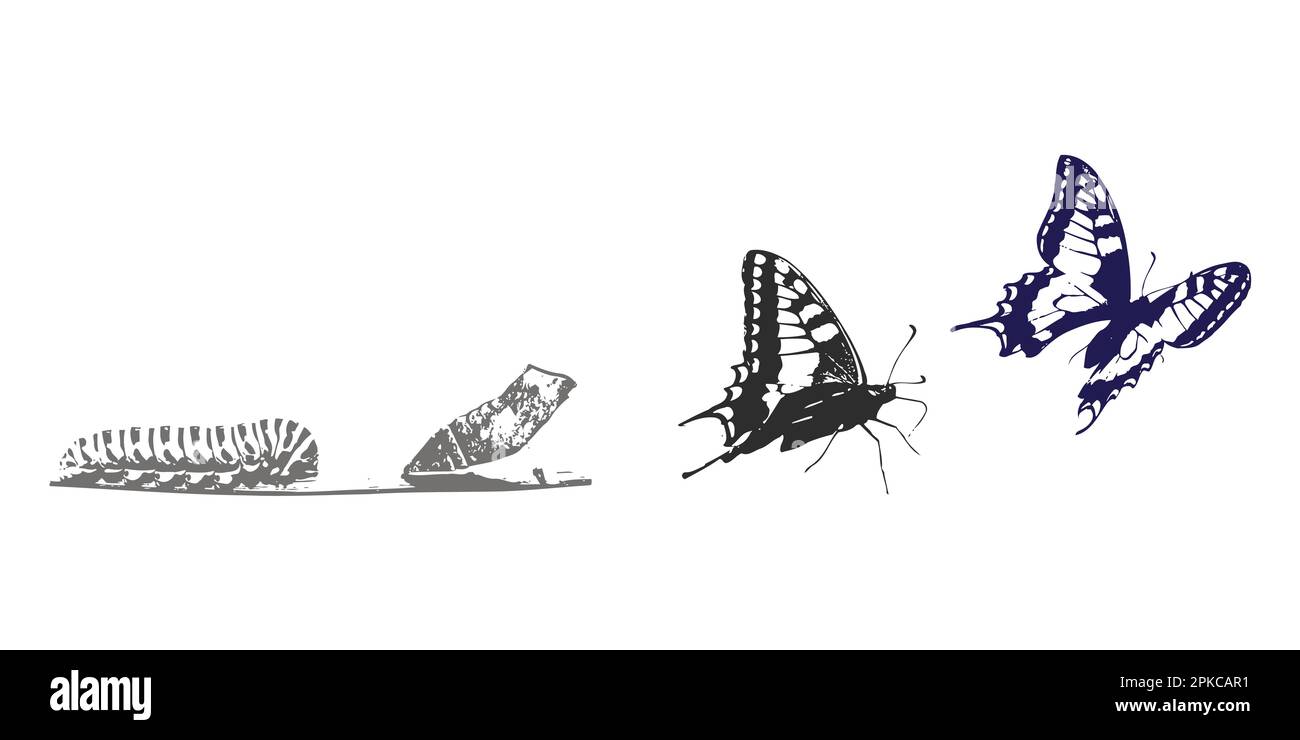 Métamorphose de la chenille vectorielle chez le papillon Illustration de Vecteur