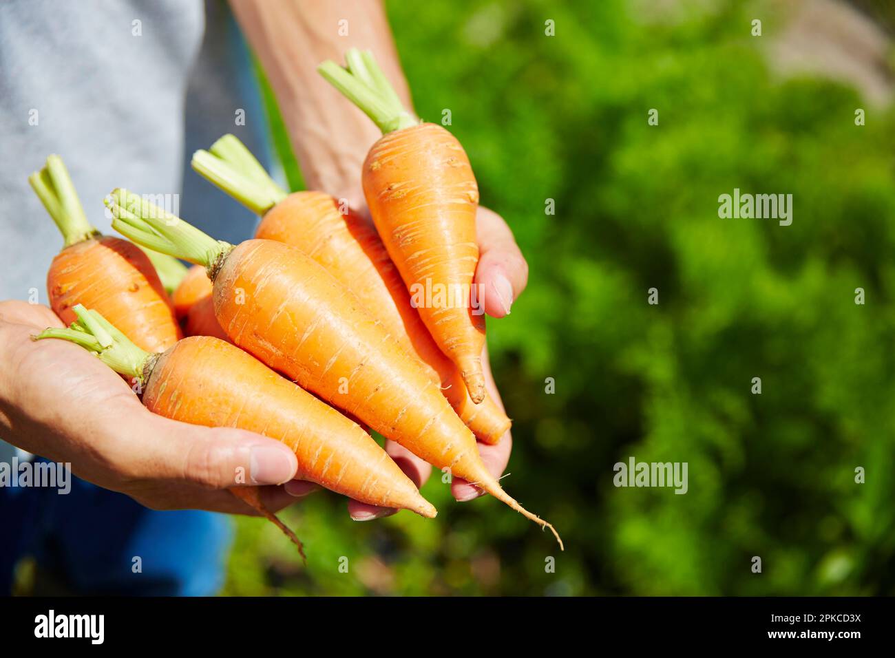 Les mains de l'homme tiennent beaucoup de carottes Banque D'Images