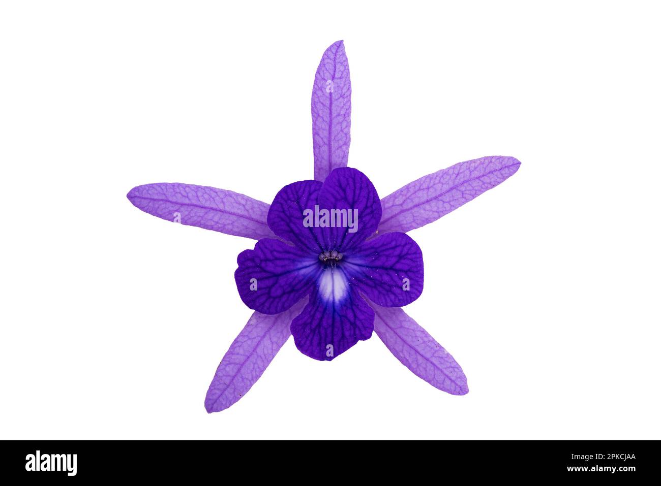 Vue en gros plan d'une fleur de pétrea volubilis, également connue sous le nom de vigne en papier de verre ou couronne pourpre ou couronne de reines isolée sur fond blanc wi Banque D'Images