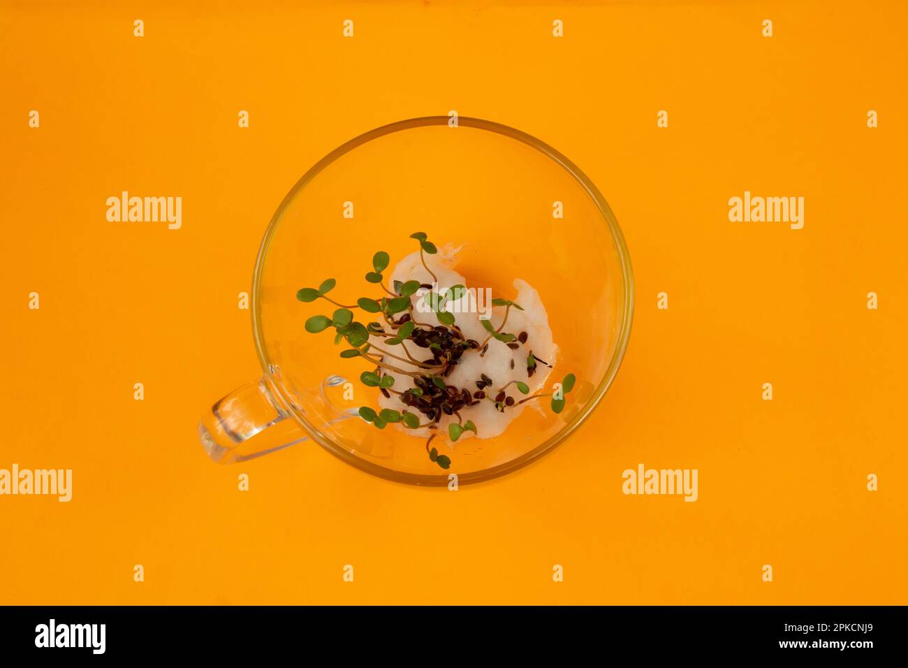 les graines de couleur germées se trouvent dans une tasse de verre sur une orange Banque D'Images