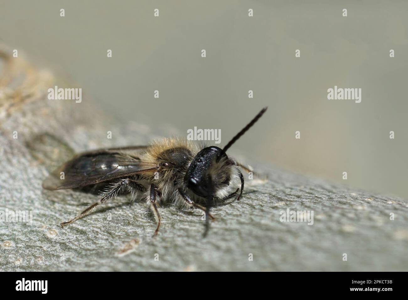 Gros plan naturel sur une abeille mellow mâle, Andrena mitis se réchauffant sur un morceau de bois Banque D'Images