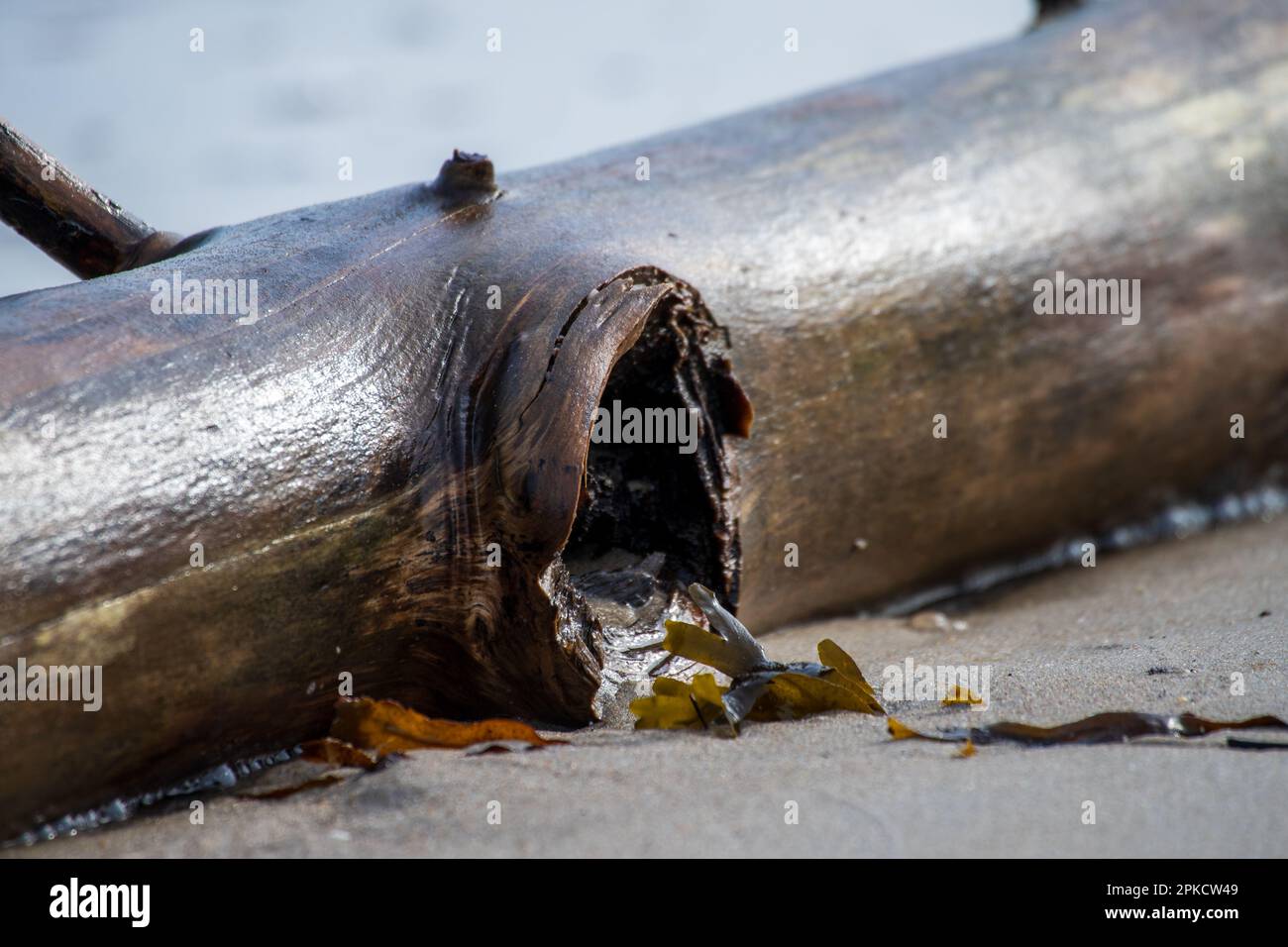 Gros plan détaillé d'un morceau de bois flotté humide et altéré avec un trou, reposant sur une plage de sable avec des algues. Texture naturelle et côtière. Banque D'Images
