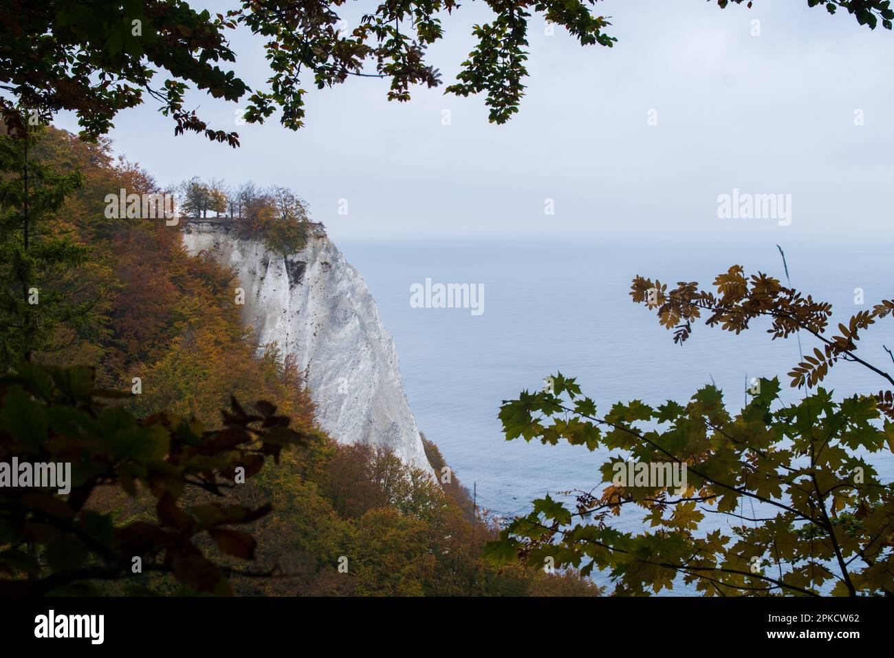 Encadrée par des feuilles d'automne colorées, la vue s'ouvre sur la majestueuse Königsstuhl (chaise du roi) sur l'île de Rügen. Les légendaires falaises de craie blanche Banque D'Images