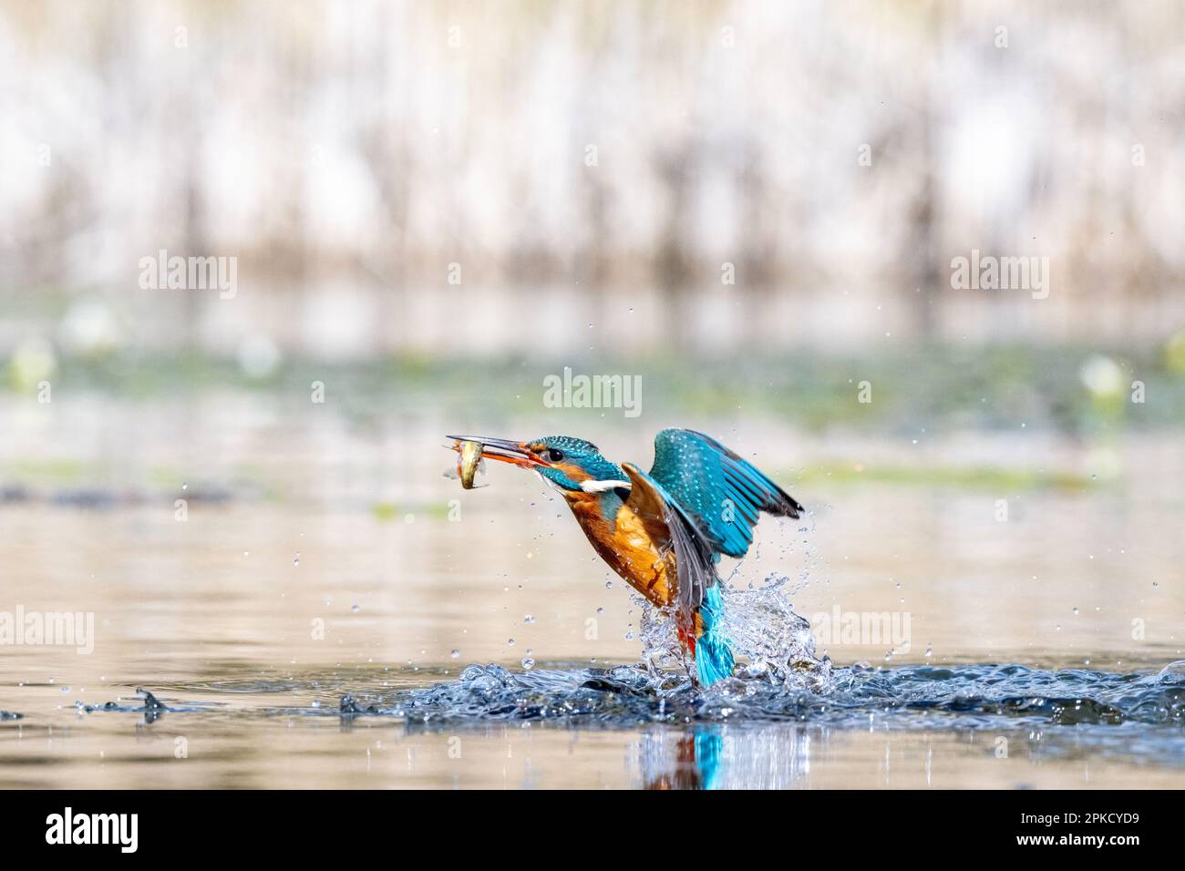 Kingfisher, Alcedo près de Bourne, Lincolnshire Banque D'Images