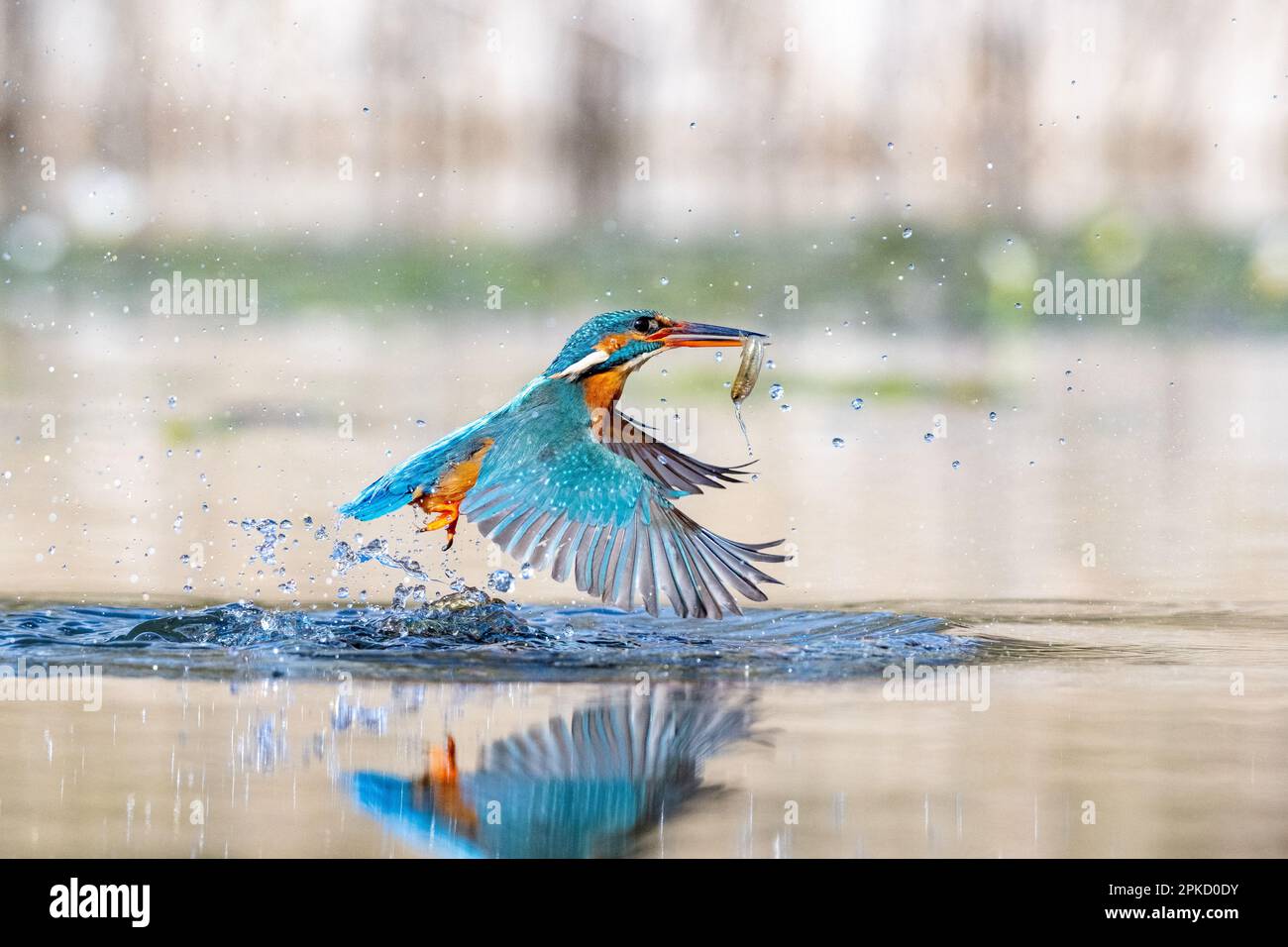 Kingfisher, Alcedo près de Bourne, Lincolnshire Banque D'Images