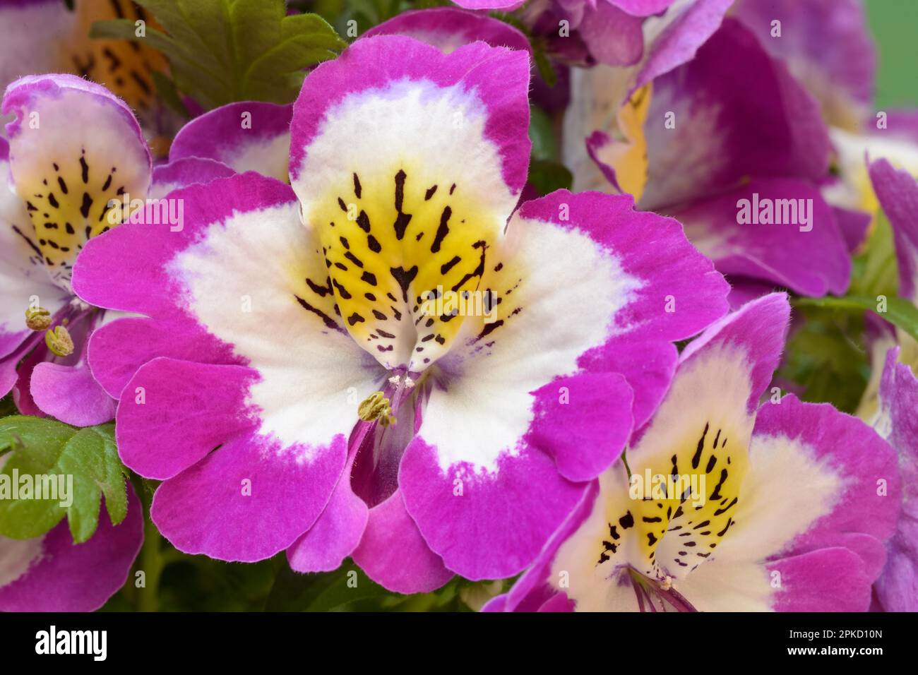 Fleurs d'un Schizanthus, orchidée paysanne, fleur ornementale Banque D'Images