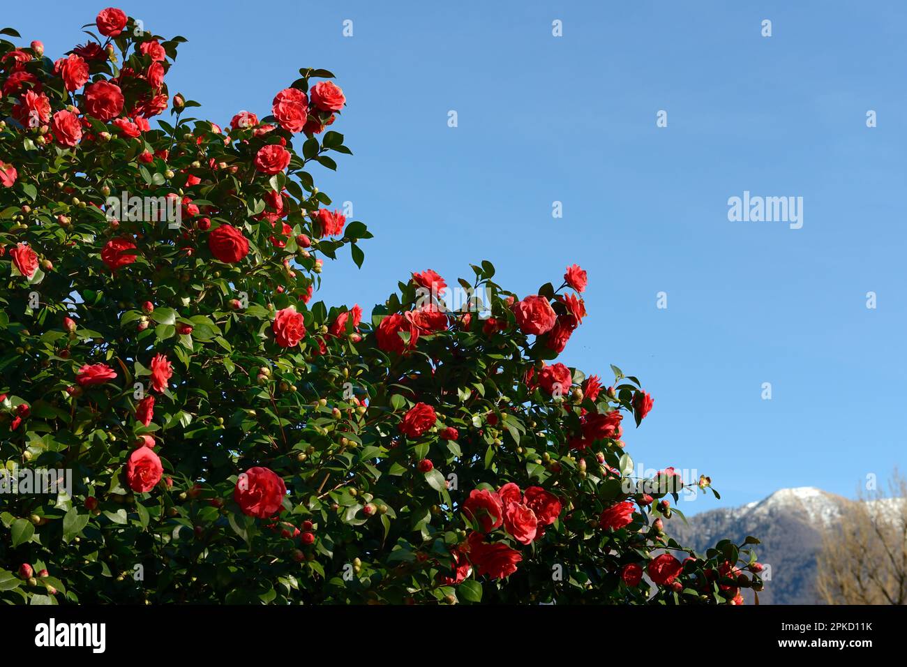 Camélias en pleine floraison dans le Parc Camellia de Locarno, Canton du  Tessin, Suisse Photo Stock - Alamy