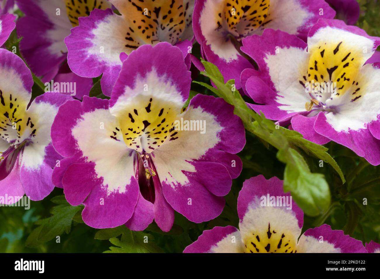 Fleurs d'un Schizanthus, orchidée paysanne, fleur ornementale Banque D'Images