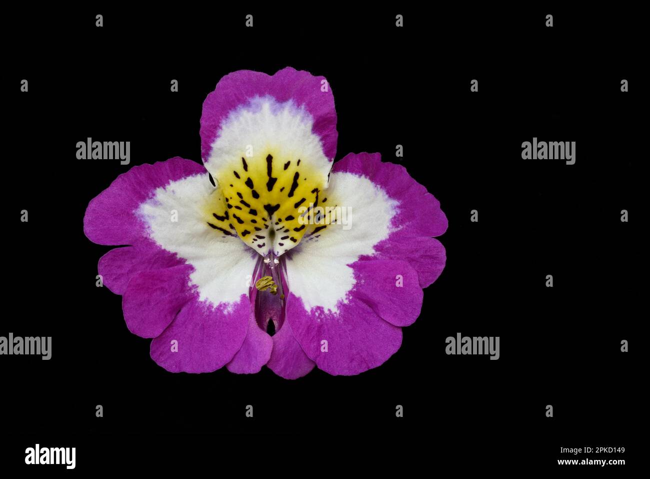 Fleur d'un Schizanthus, orchidée paysanne, fleur ornementale, Schizanthus pinnatus Banque D'Images
