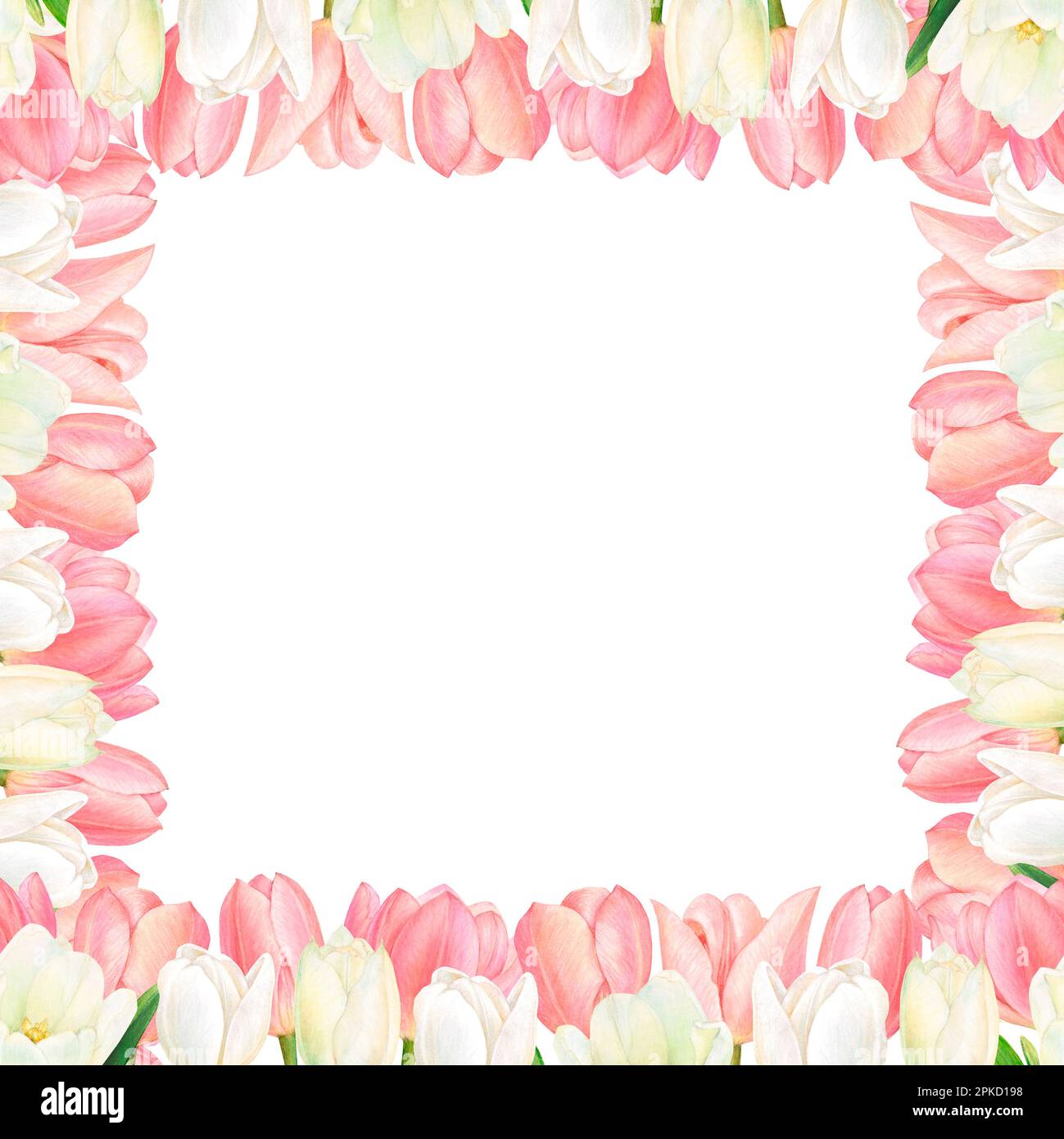 Carte postale carrée avec bordure de fleur de tulipes blanches et roses pour les cartes d'invitation et de voeux Banque D'Images