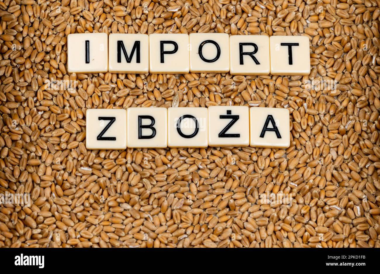 Phrase en langue polonaise "importation de céréales" faite par des carreaux de lettre sur le grain de blé. Changements sur le marché alimentaire causés par la guerre en Ukraine Banque D'Images