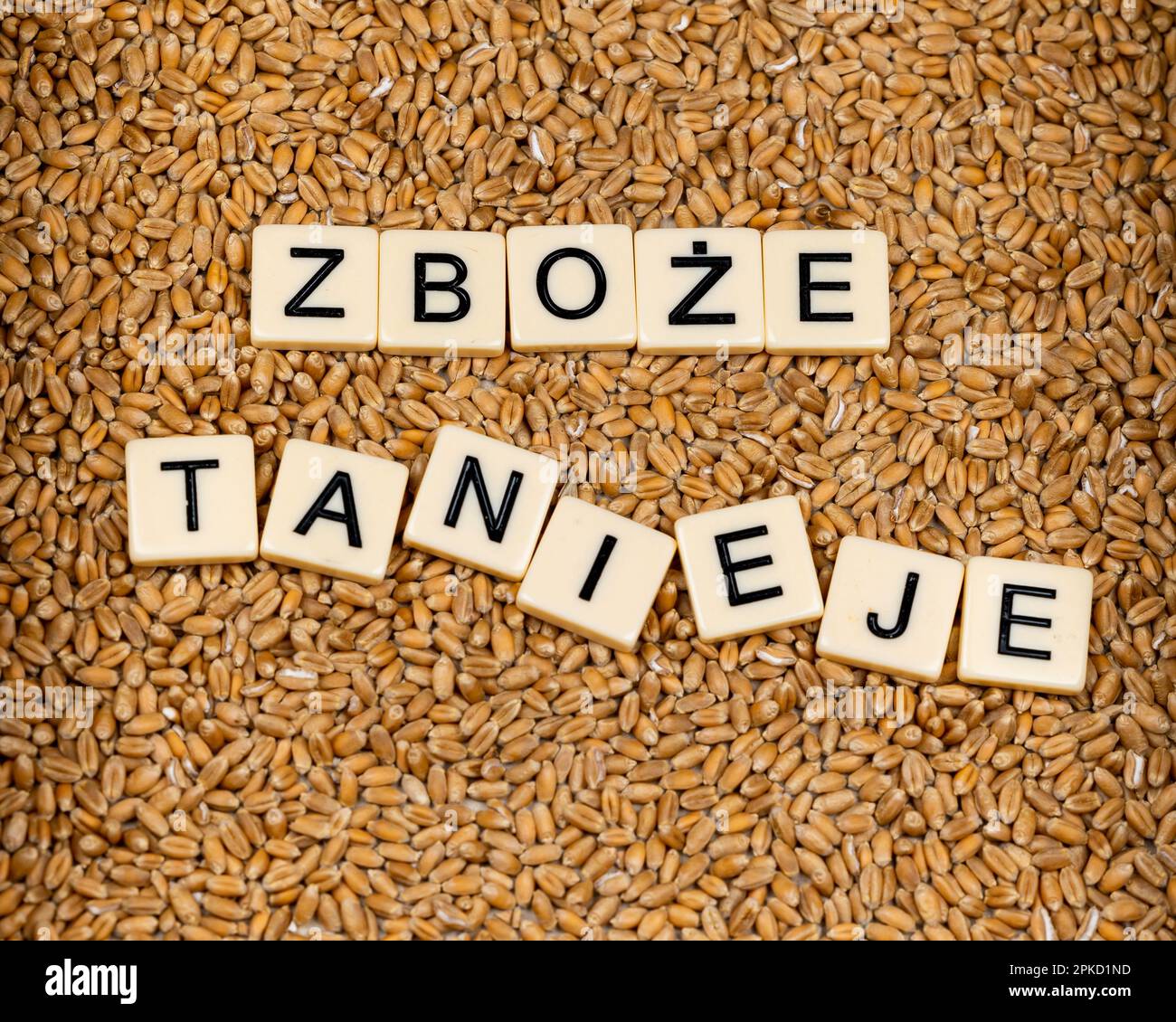 Phrase en polonais 'céréales devenir moins cher' faite par des tuiles de lettre sur le grain de blé. Changements sur le marché alimentaire causés par la guerre en Ukraine Banque D'Images