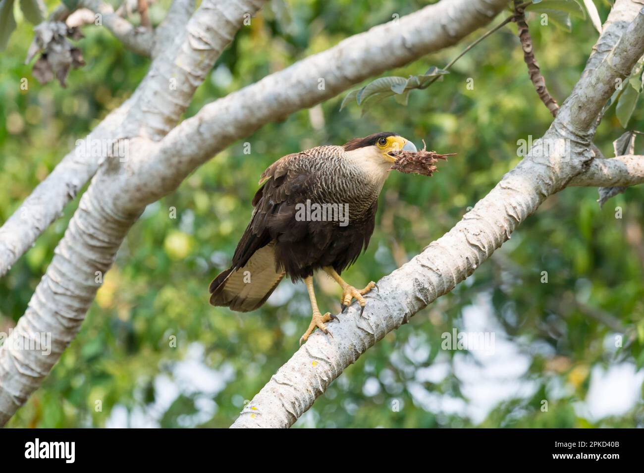 Caracara à crête sud (Caracara plancus) avec matériel de nidification dans le bec, Pantanal, Mato Grosso, Brésil Banque D'Images