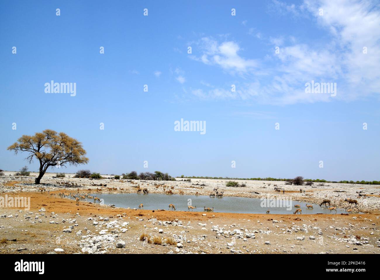 Trou d'eau d'Okaukuejo en saison sèche avec différentes cartes à boire, Parc national d'Etosha, Namibie Banque D'Images
