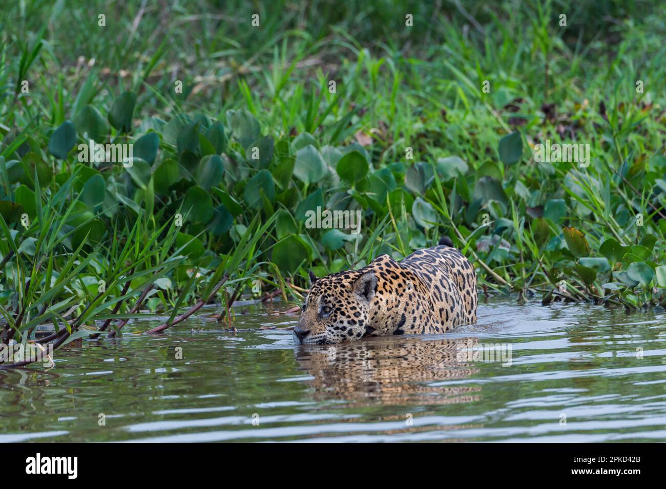Jaguar Panthera Onca Dans L eau Banque De Photographies Et D images jaguar-panthera-onca-dans-l-eau-banque-de-photographies-et-d-images