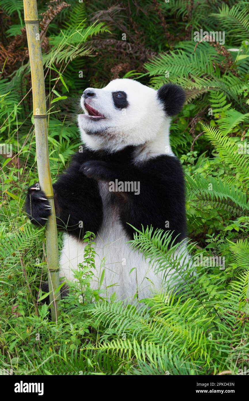 Jeune panda géant de deux ans, Centre chinois de conservation et de recherche pour les pandas géants (Ailuropoda melanoluca), Chengdu, Sichuan, Chine Banque D'Images