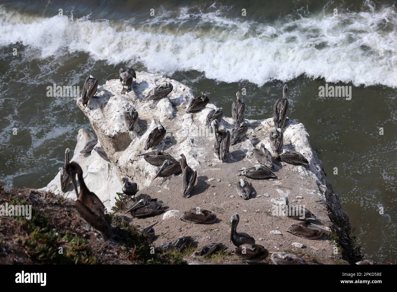 Vues sur les oiseaux pélican marron de Californie sur Pismo Beach, Californie, États-Unis. Banque D'Images