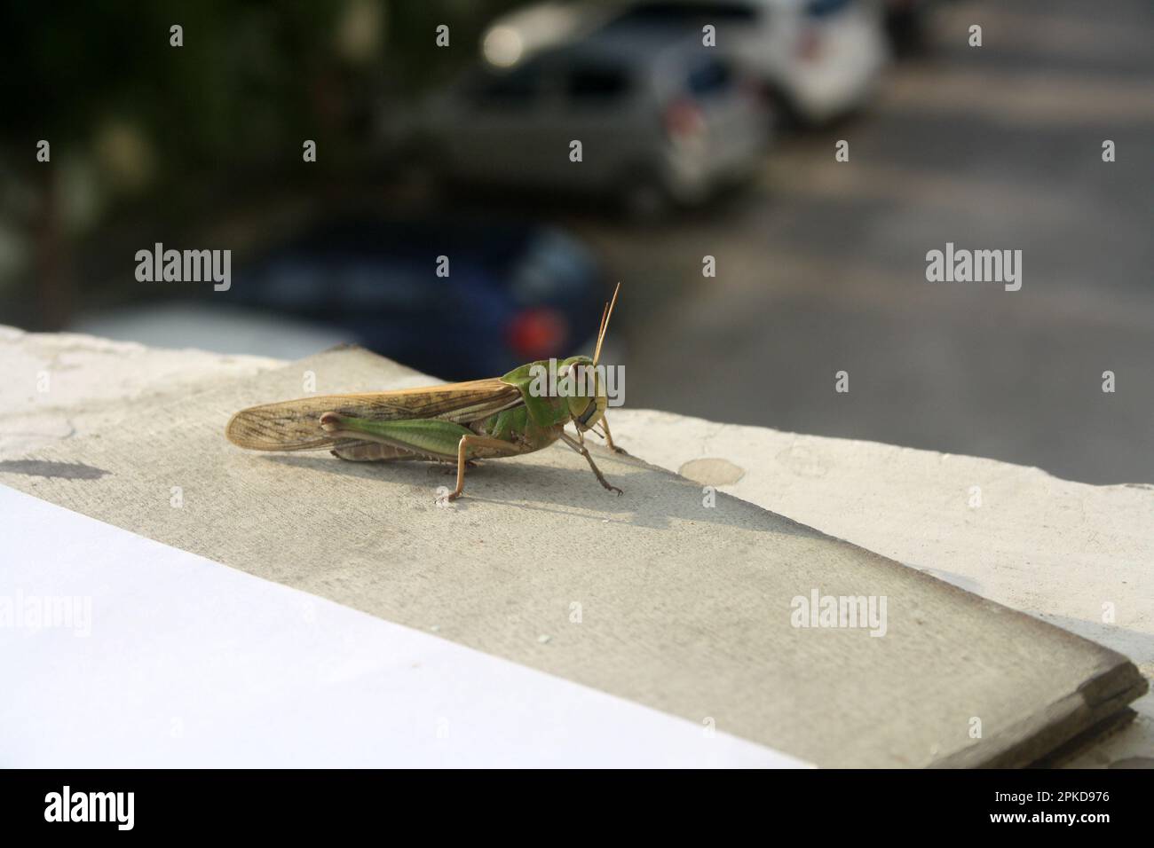 Locusta migratoria manilensis (Locusta migratoria manilensis) soleil matinal : (pix Sanjiv Shukla) Banque D'Images